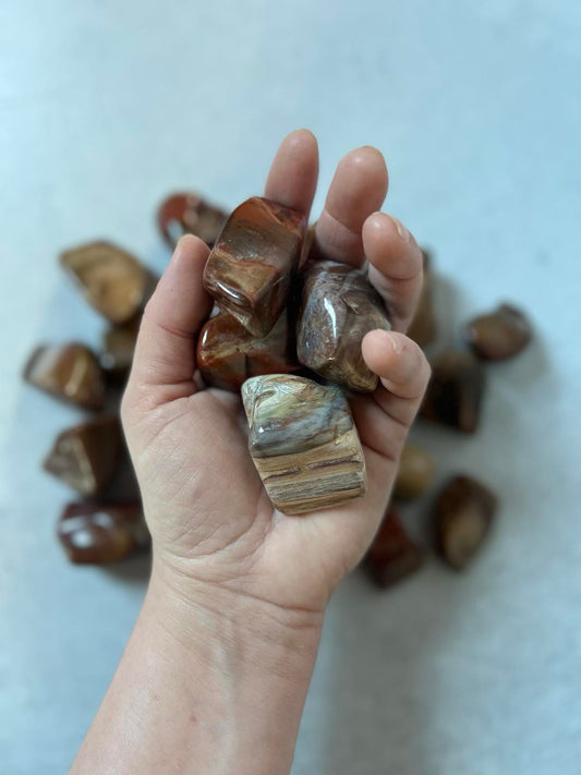 Petrified Wood